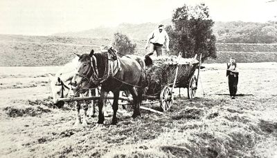 Heuernte um 1940 mit Wilhelm Speck (r.)